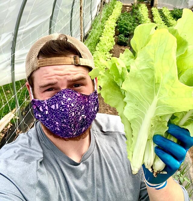 Cleanliness has always been a priority when dealing with produce but this year at the farm we are taking extra steps to make sure things are clean and safe! Gloves and masks always on when harvesting, every bin and container gets deeply cleaned and s