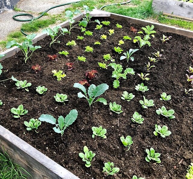 Nice start to this Monday working with my mom in her garden. Some weeding, pea trellising, drinking coffee and catching up. I love this. Hands are busy, conversation good, and plants are happy. Her garden is looking amazing this year!!🙌🙌💯💯