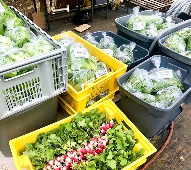 This weekend you can find @alpinebutcher a ton of freshly harvested veggies straight from the farm and delivered to the store! 
This week there are &bull;bunched radishes &bull;gourmet lettuce mix &bull;spinach &bull;saut&eacute; greens &bull;baby ar