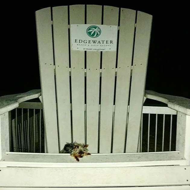Adirondack chairs are surprisingly comfy! #beachlife