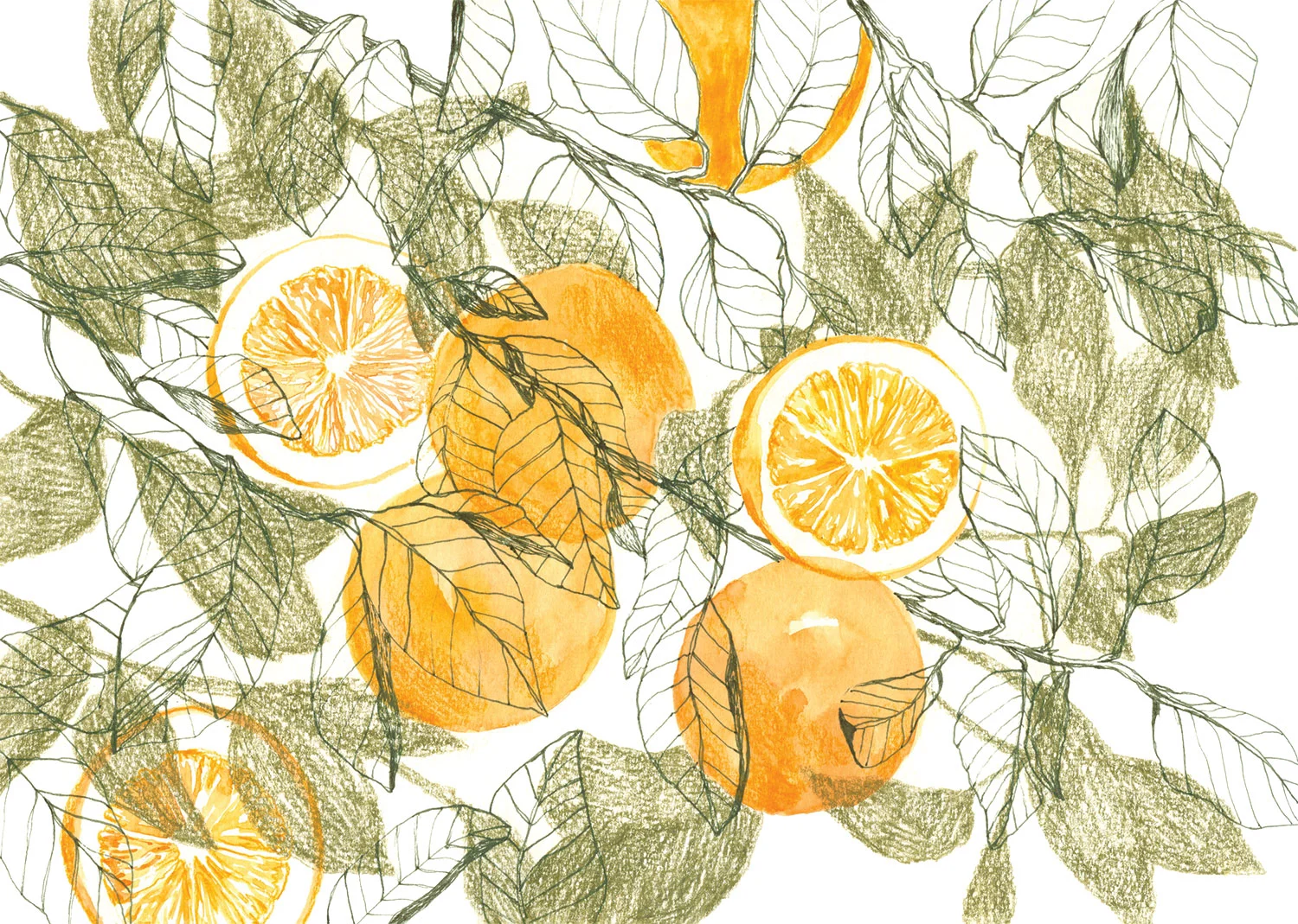 Oranges food illustration