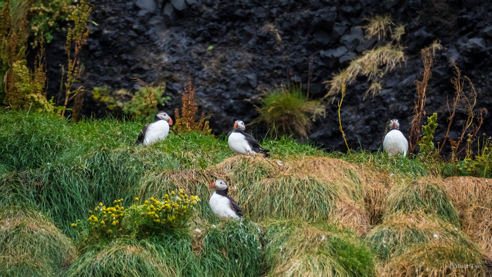 Puffins