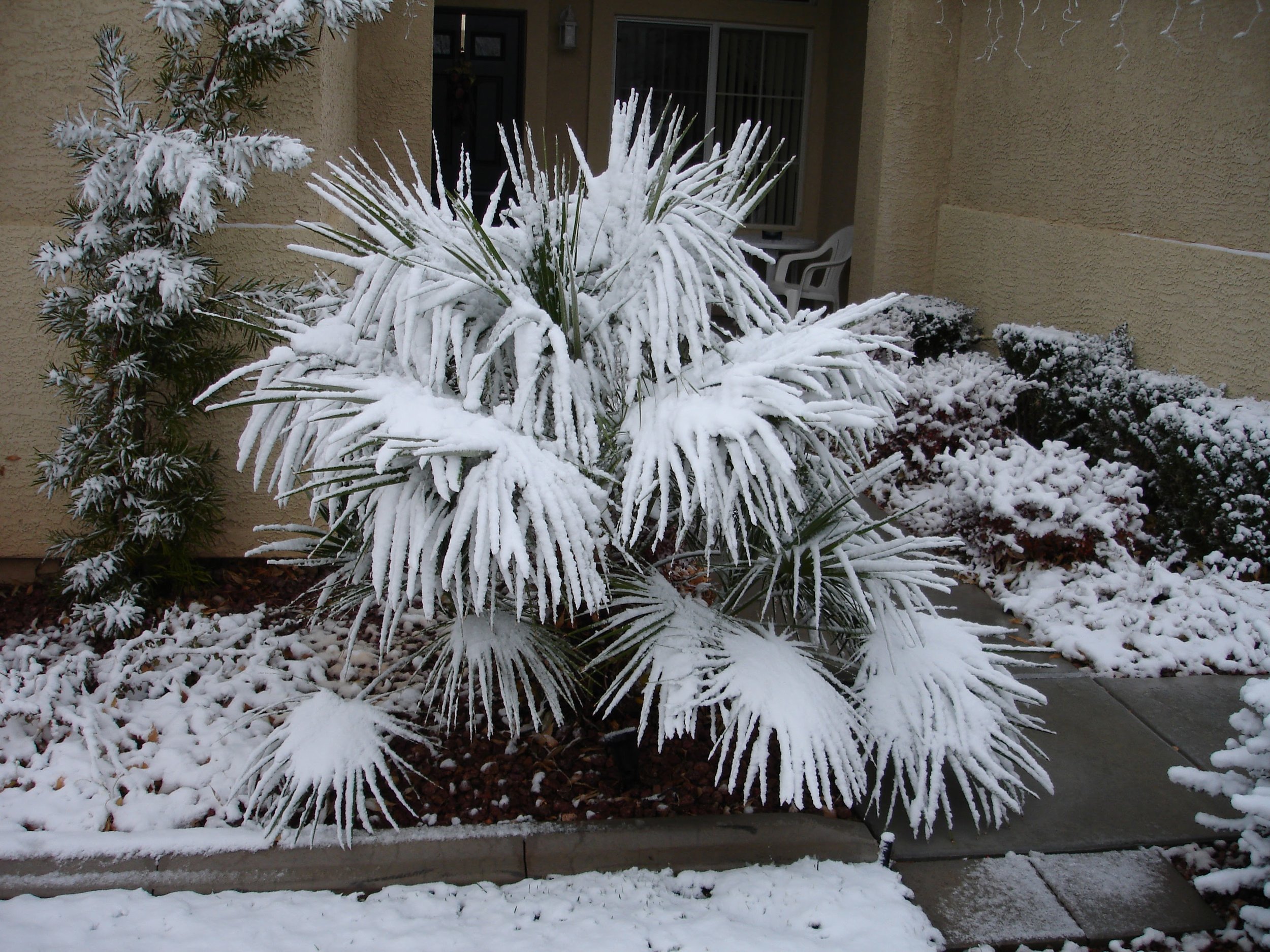 Snowstorm - December 2006