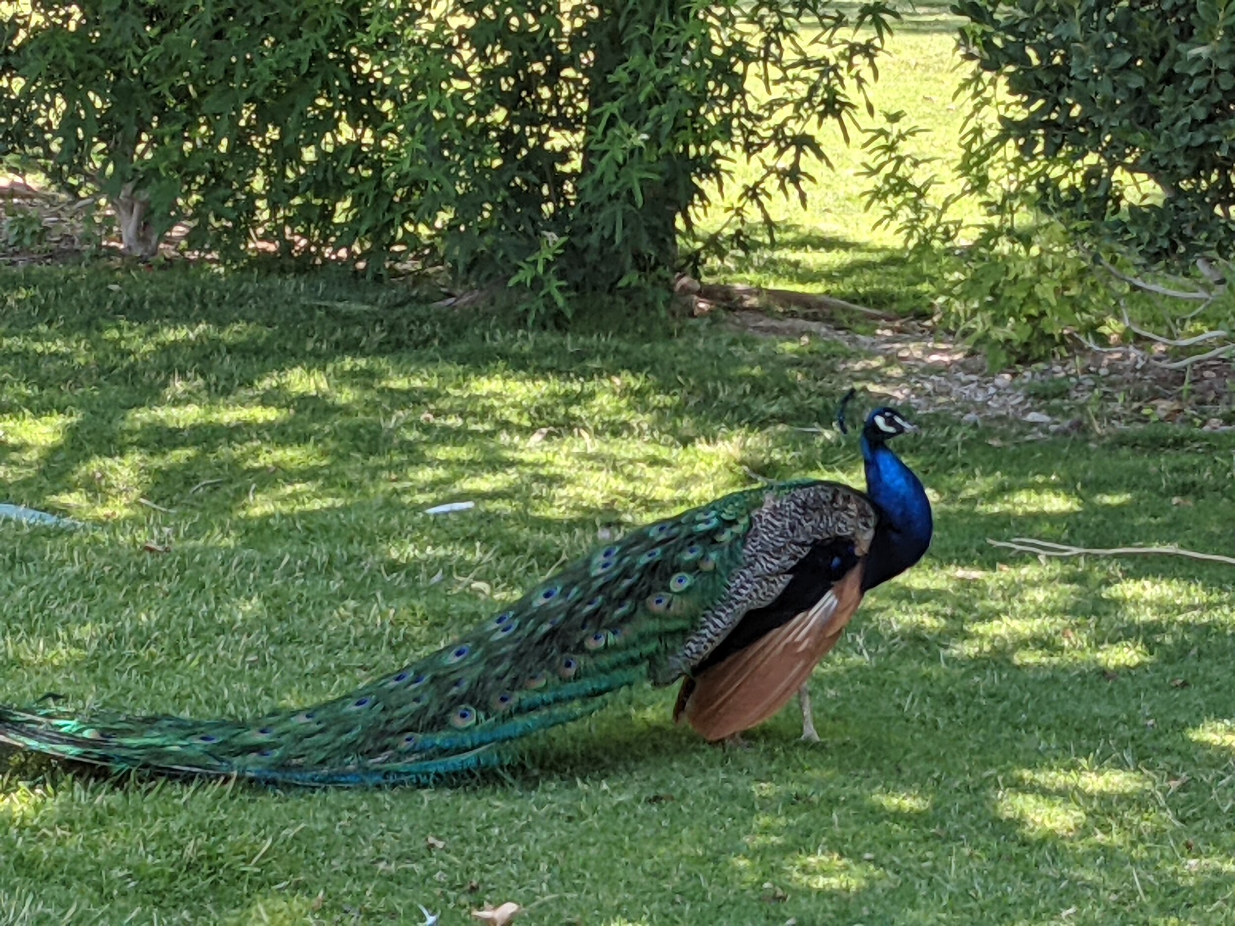 Closeup of Peacock