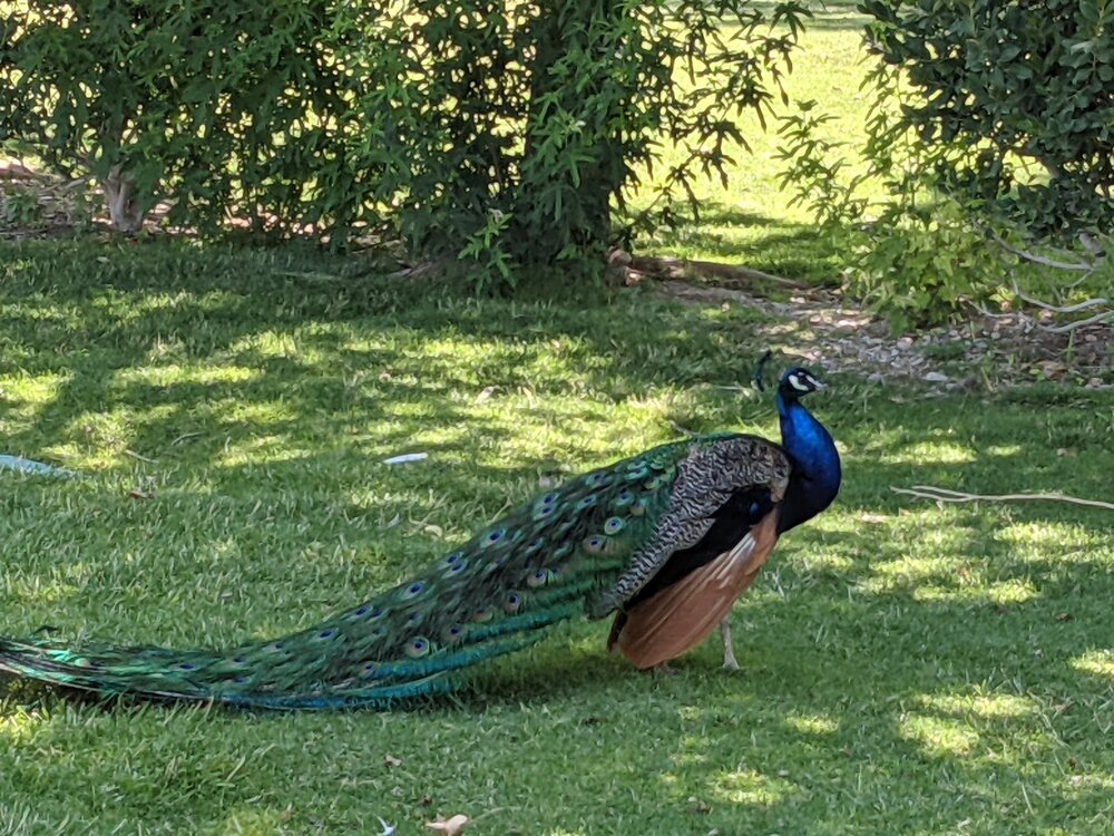 Closeup of Peacock