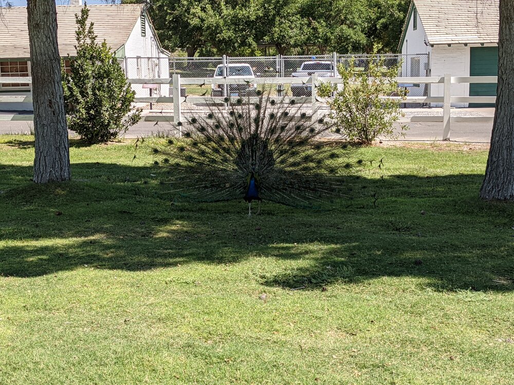 Peacock Showing Off