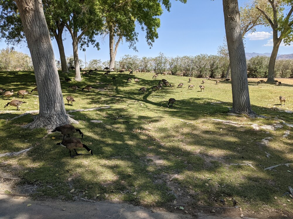 Geese in the Shade