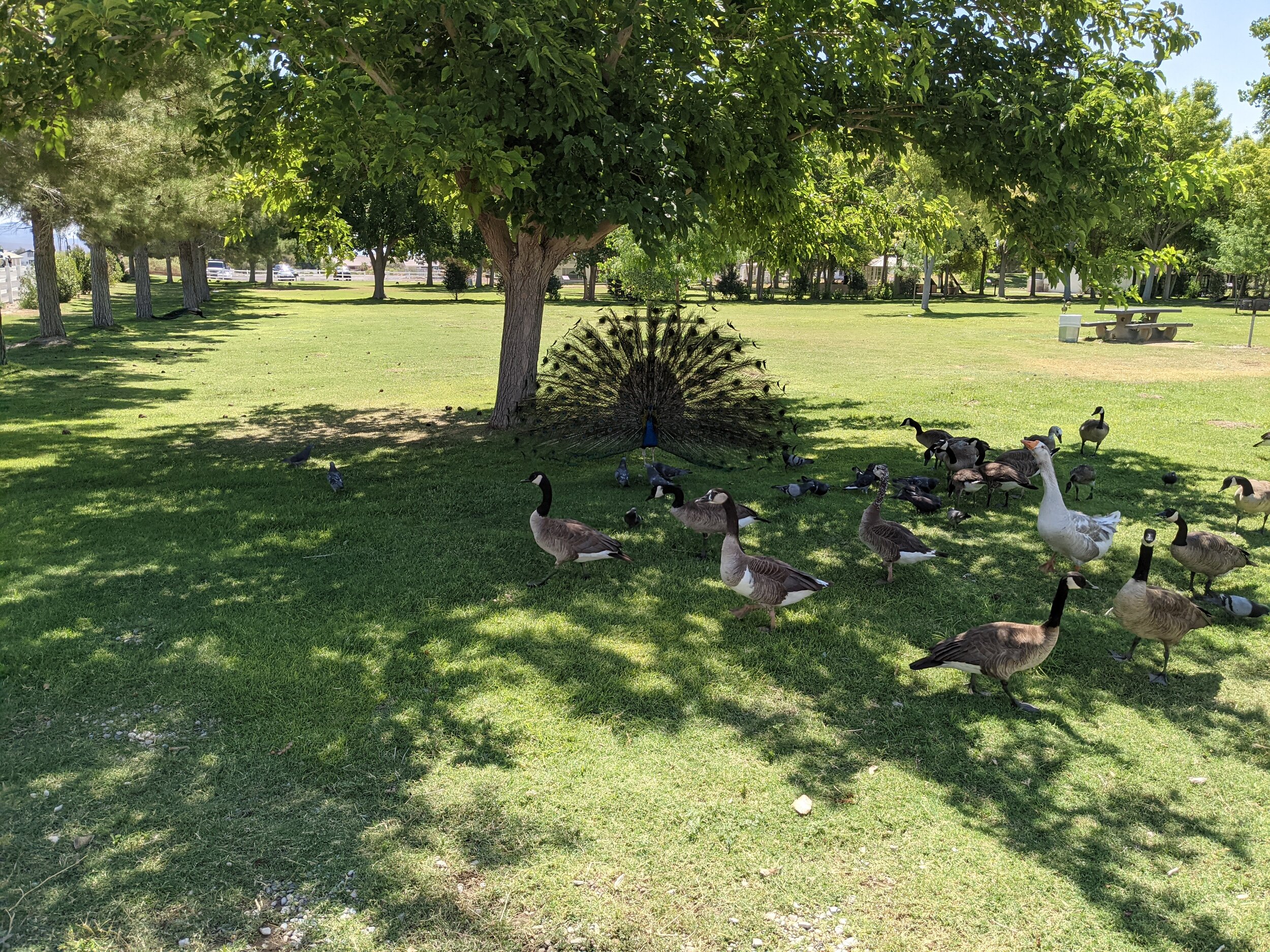 Birds in the shade at Floyd Lamb Park