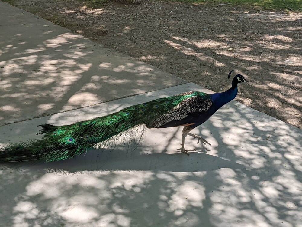 Strolling Peacock