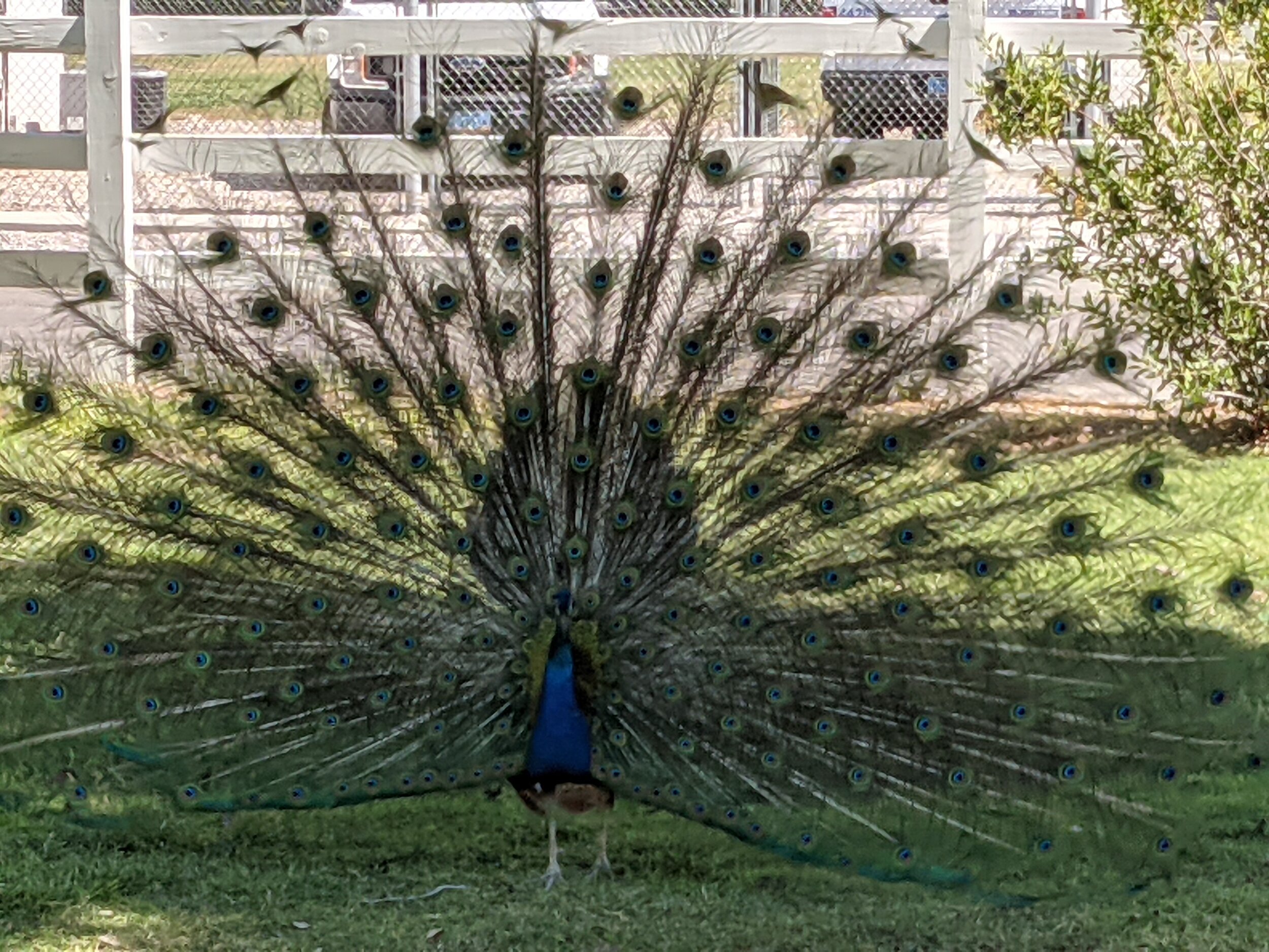 Closeup of Peacock Showing Off