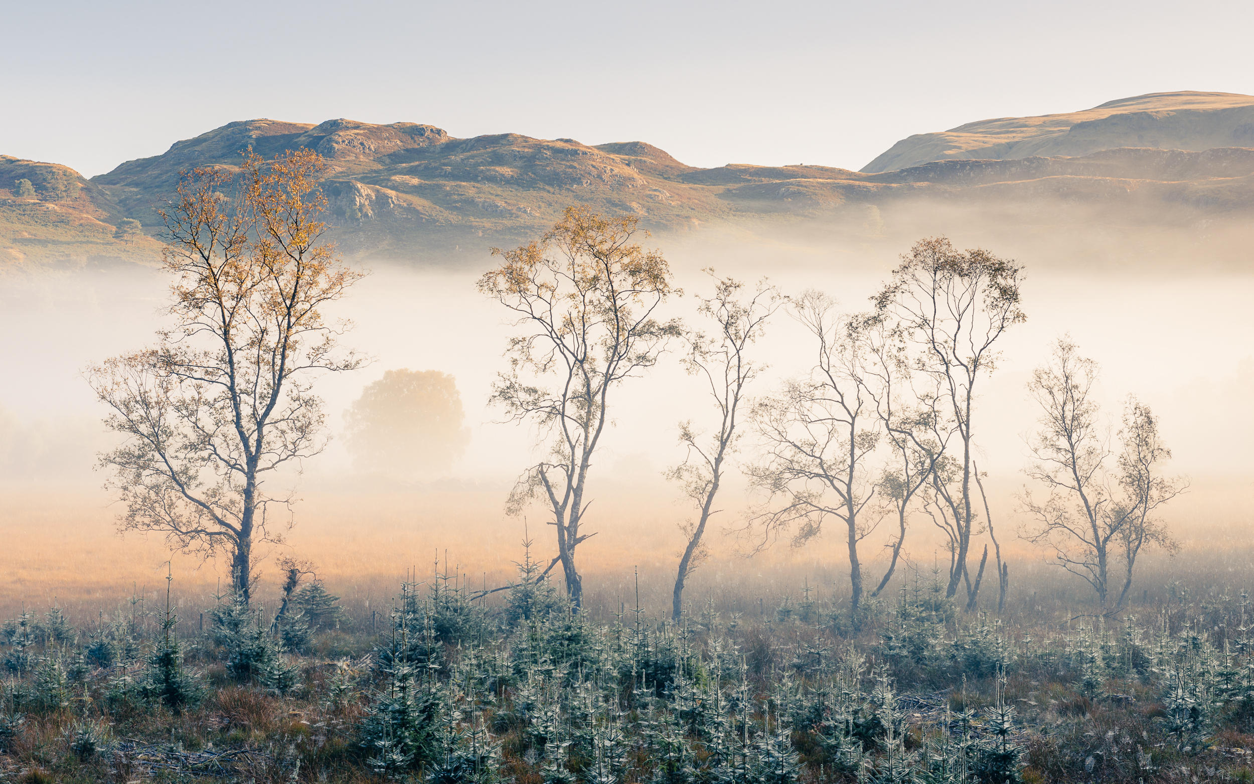 Shoulthwaite Moss