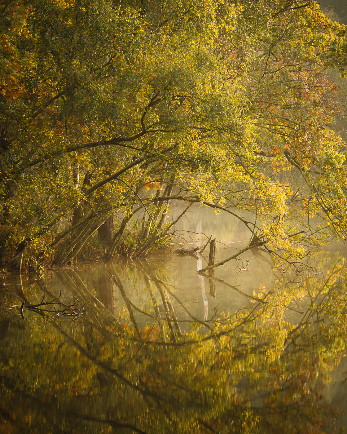 A Touch of Autumn - Dead Lake, Delamere