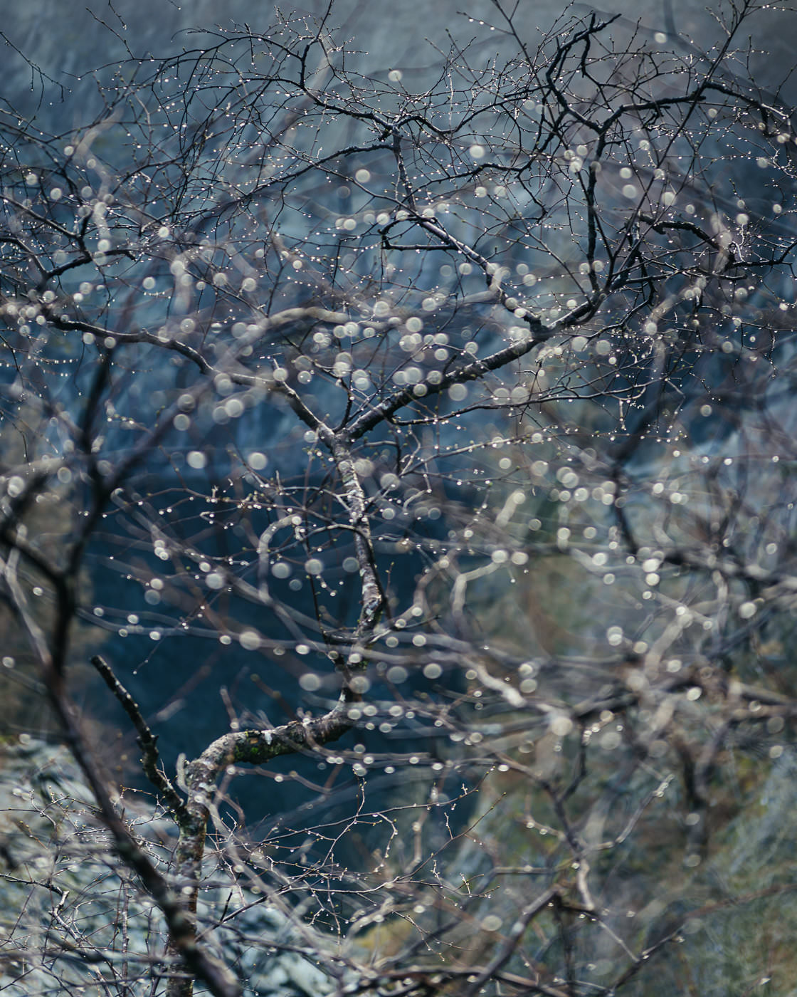 Tree of Pearls - Hodge Close Quarry