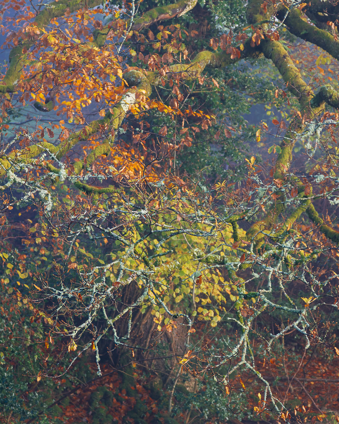 Overhanging - River Brathay