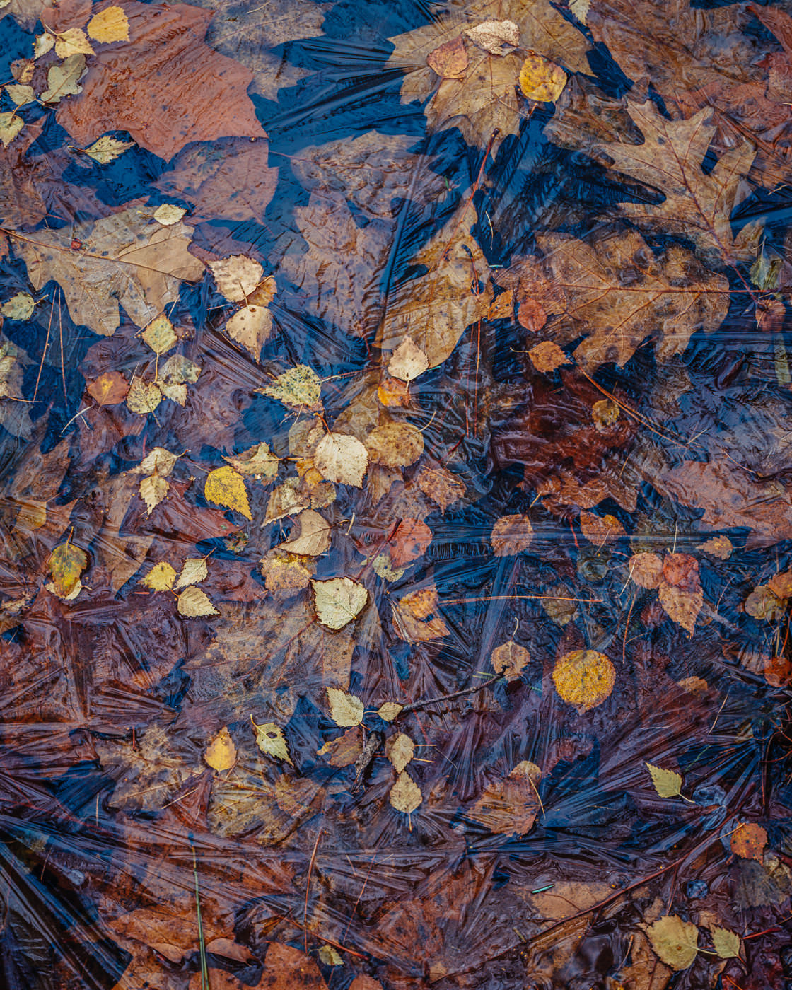 Forever Autumn - Dead Lake, Delamere