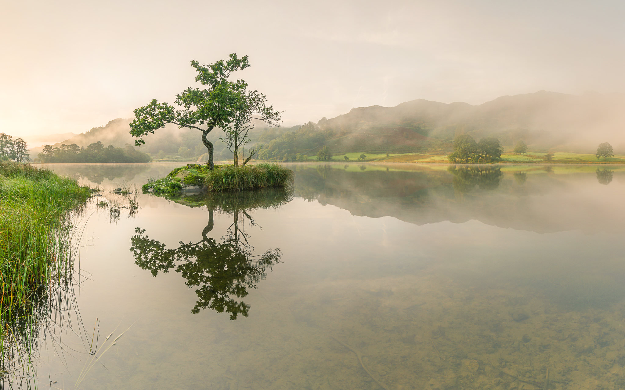 Rydal Tree