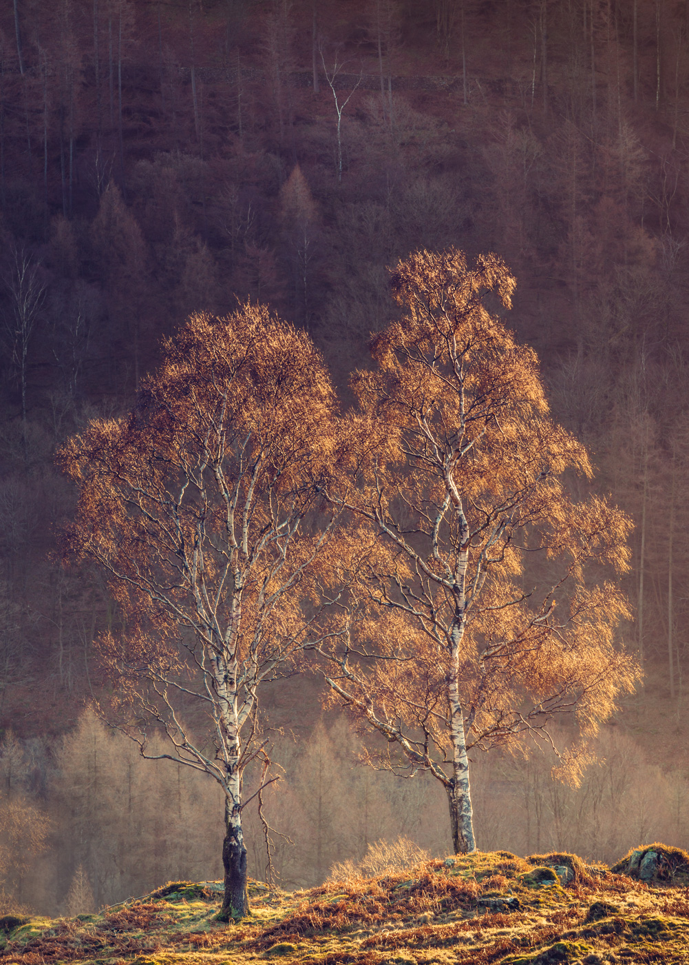 Companions - Holme Fell