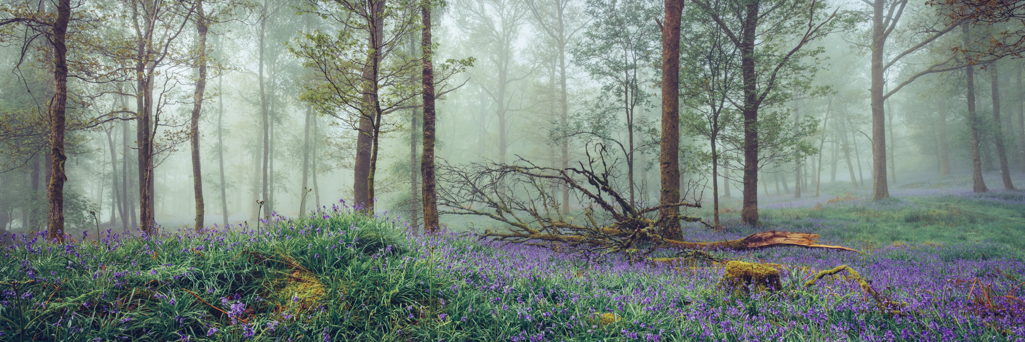 Brathay Bluebells - Jeffy Knotts Wood