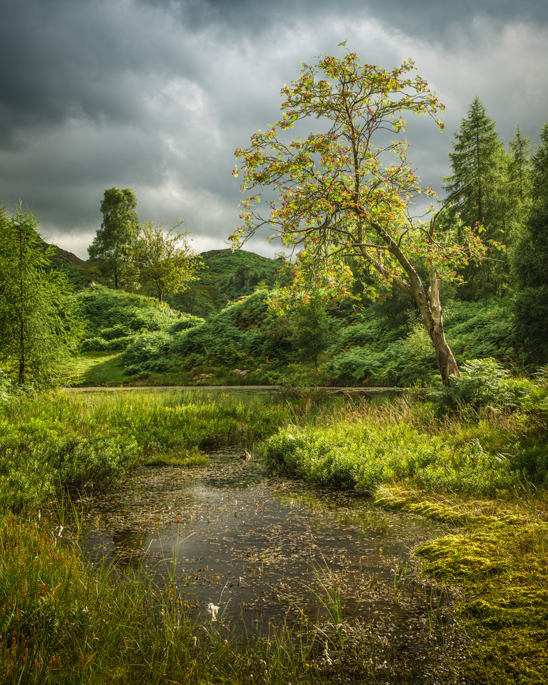 Twisted Rowan VIII - Holme Fell