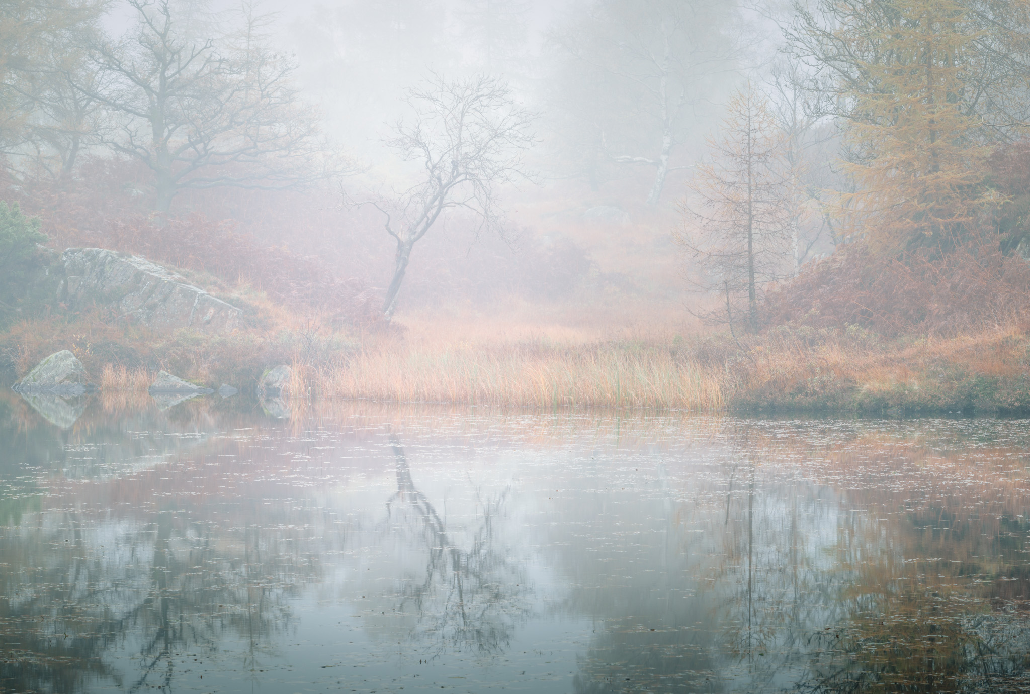 The Tarn and the Rowan - Holme Fell