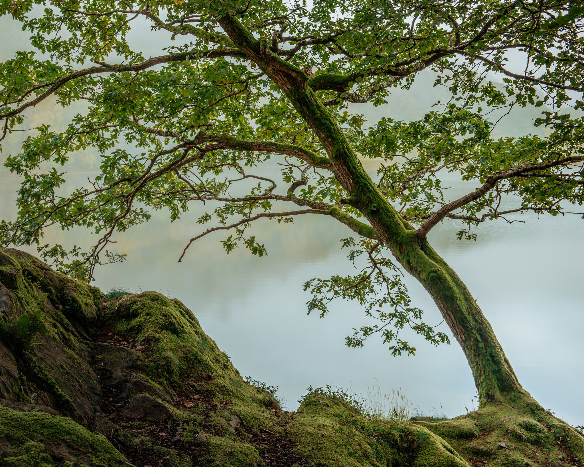 Penny Rock Woods, Grasmere