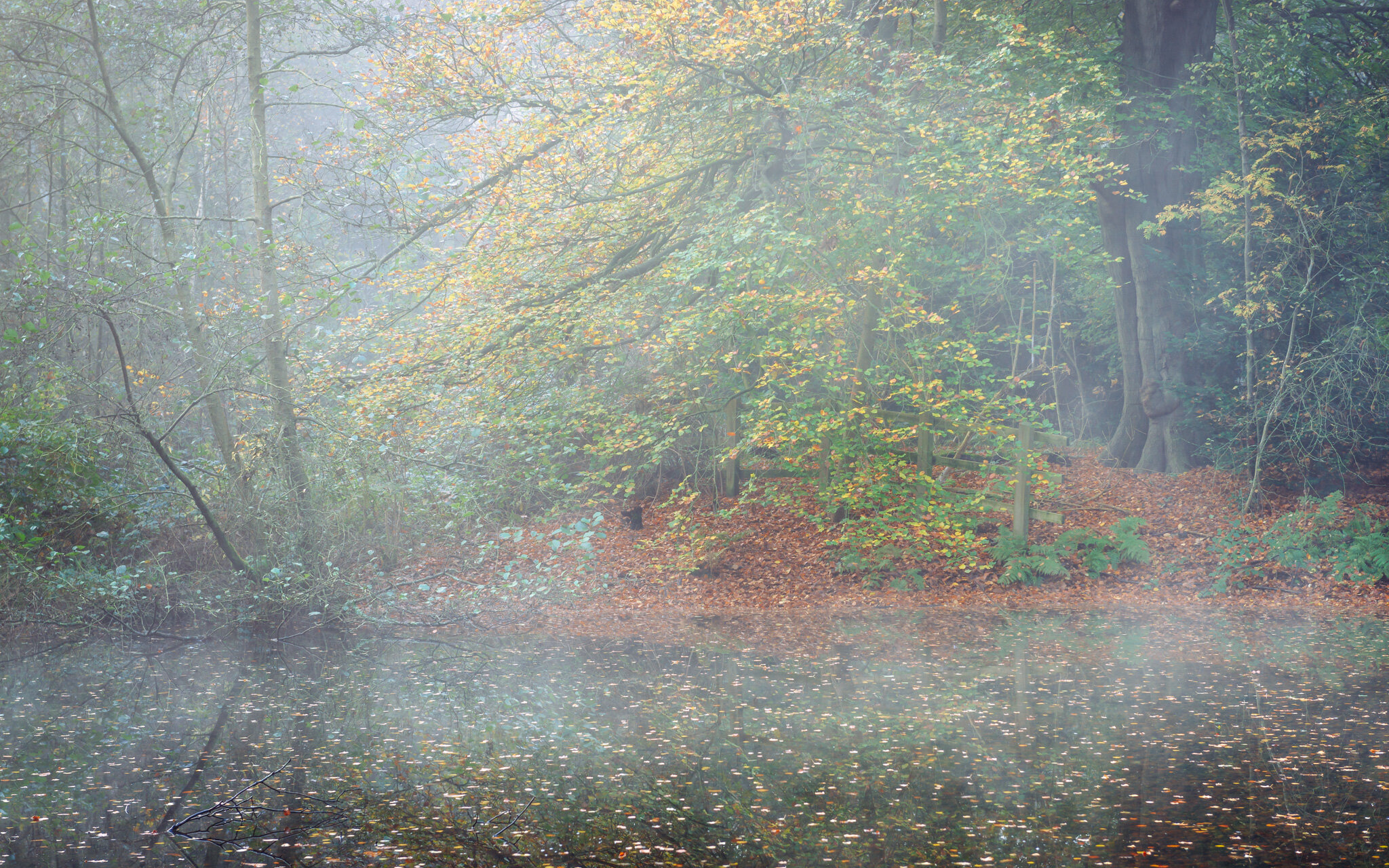 Lodge Plantation, Manor Park, Runcorn