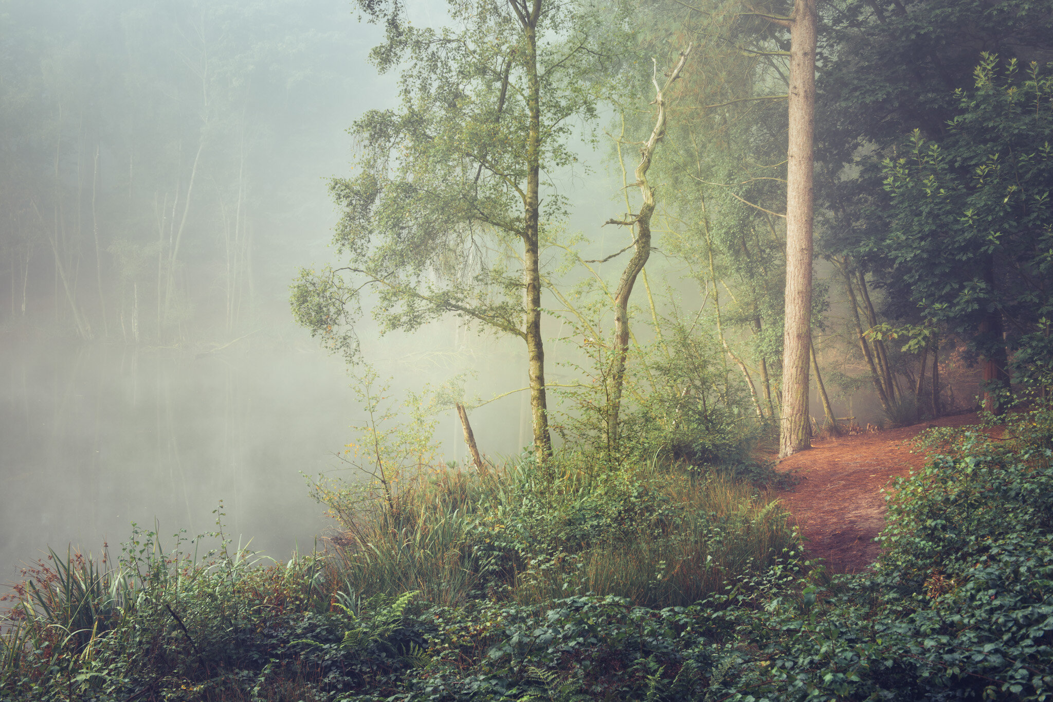 Path of Life - Dead Lake, Delamere. 