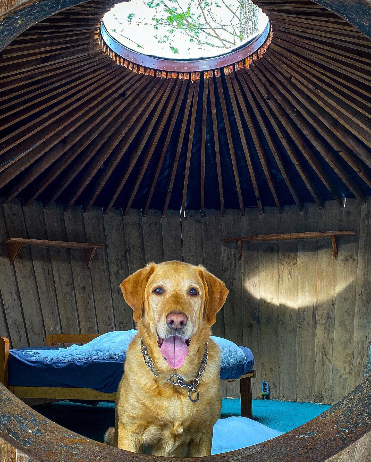 Flirt with Bert in a yurt - happy valentines 

Snow hiking with @chillmark13 @meat_market and @james.polchin 

#yurt #provincetown #truro #hiking #capecod #dailywoof #labsofinsta #doginayurt #labpuppies