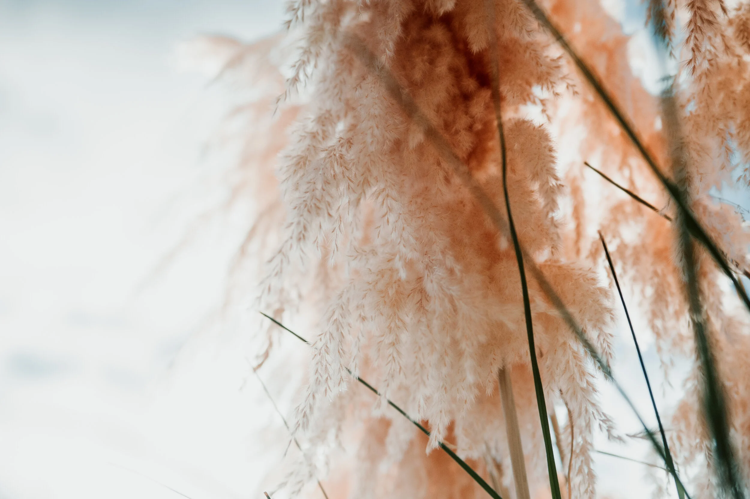 PhoenixRoseDesigns -3870.jpg
