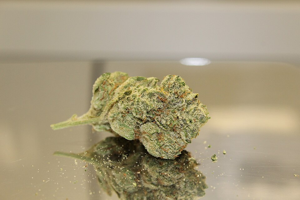 Medical Professionals Dismantle Cannabis Stigma for Bronx Elders