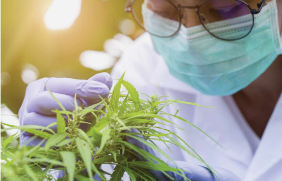 From Stigma to Storefronts: The Rise of the Cannabis Industry in the Bronx