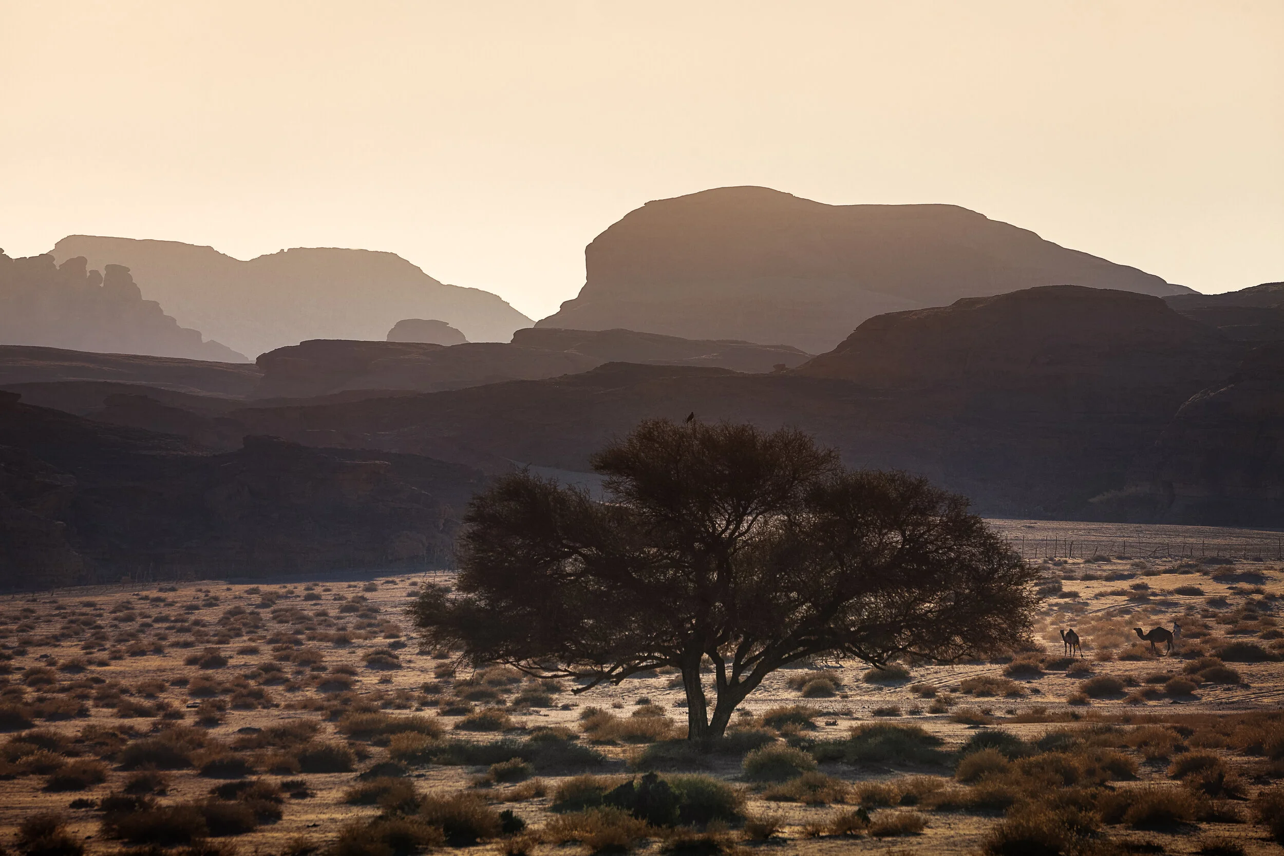 Al Ula - Saudi Arabia