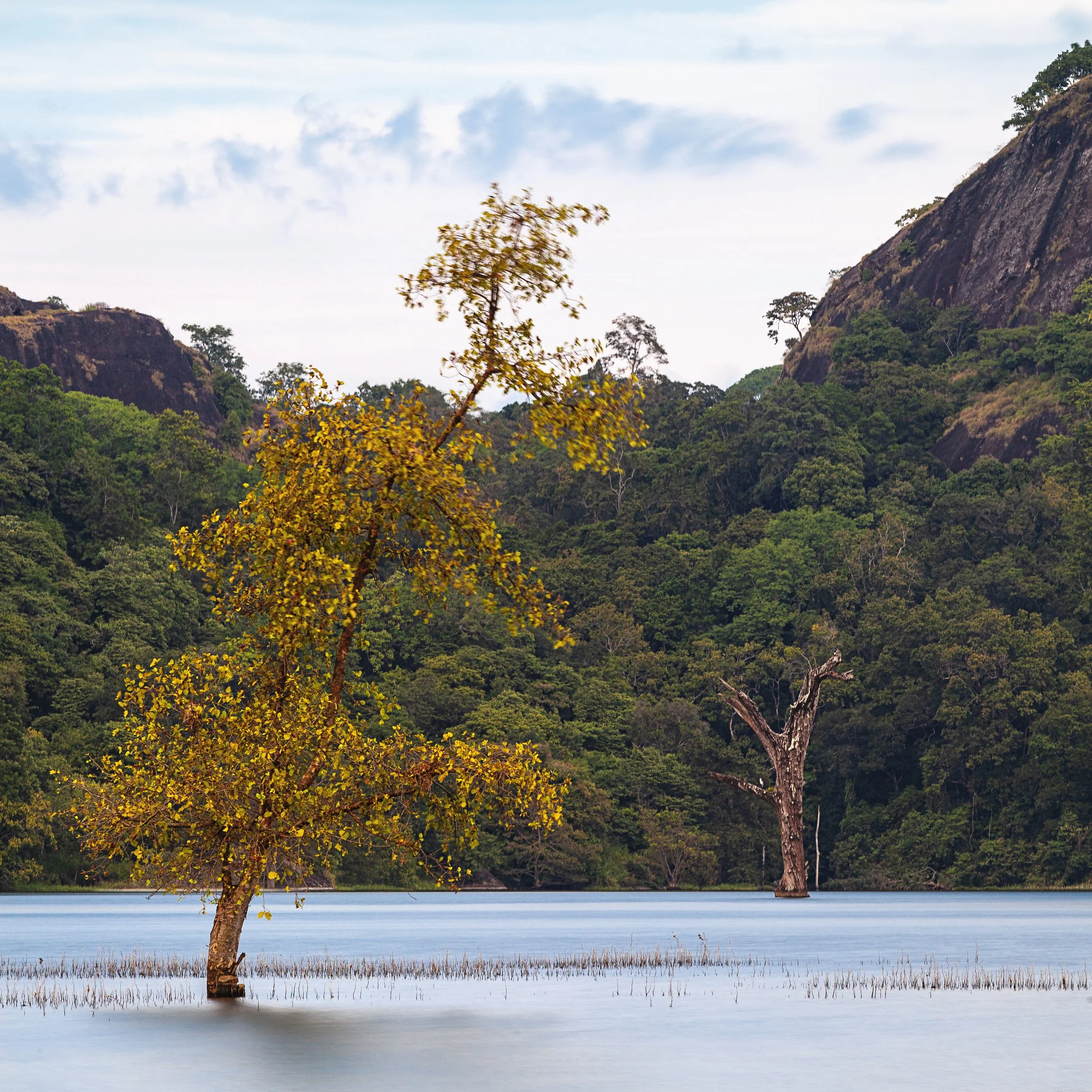 LONELY TREE - SRI LANKA