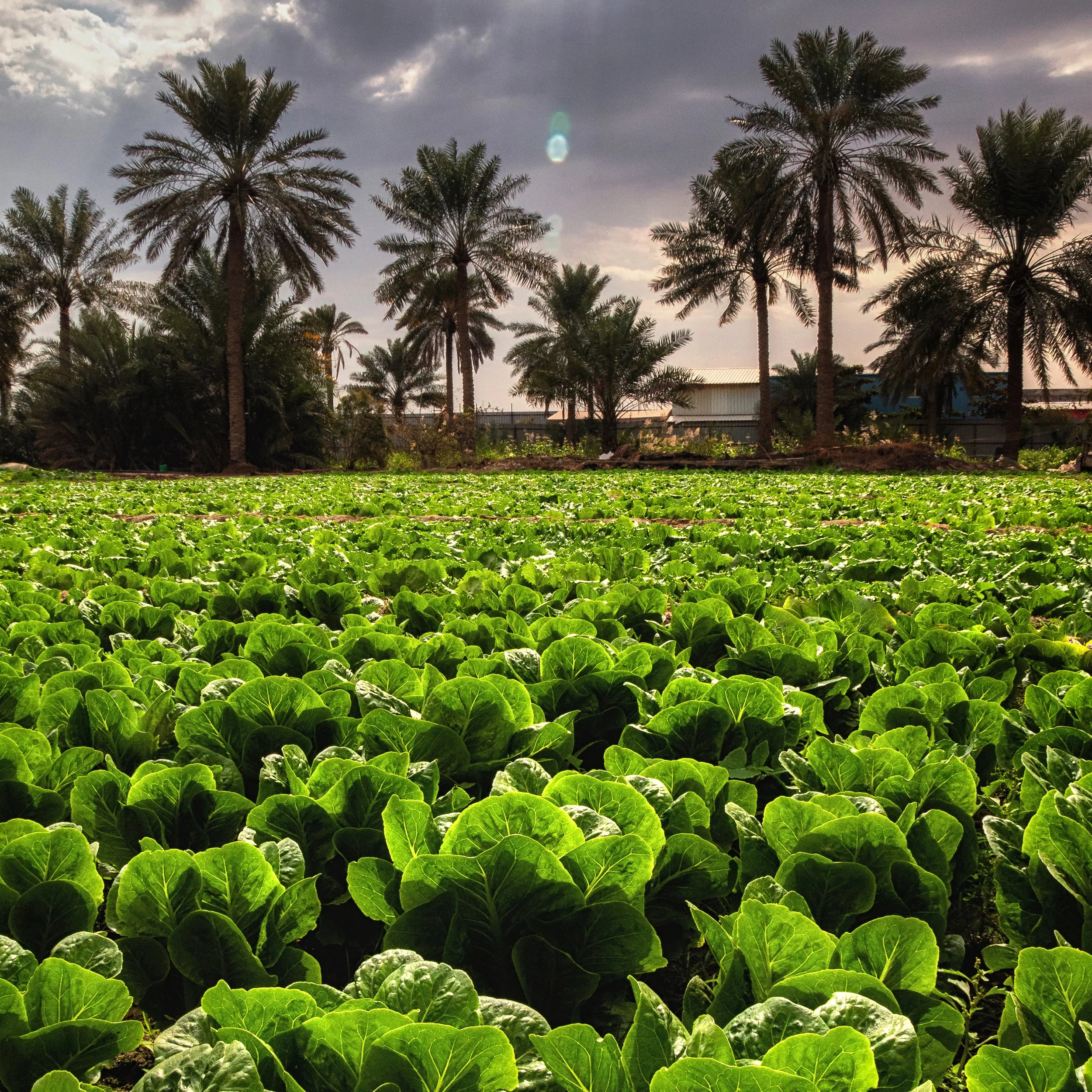OH. GREEN! - QATIF