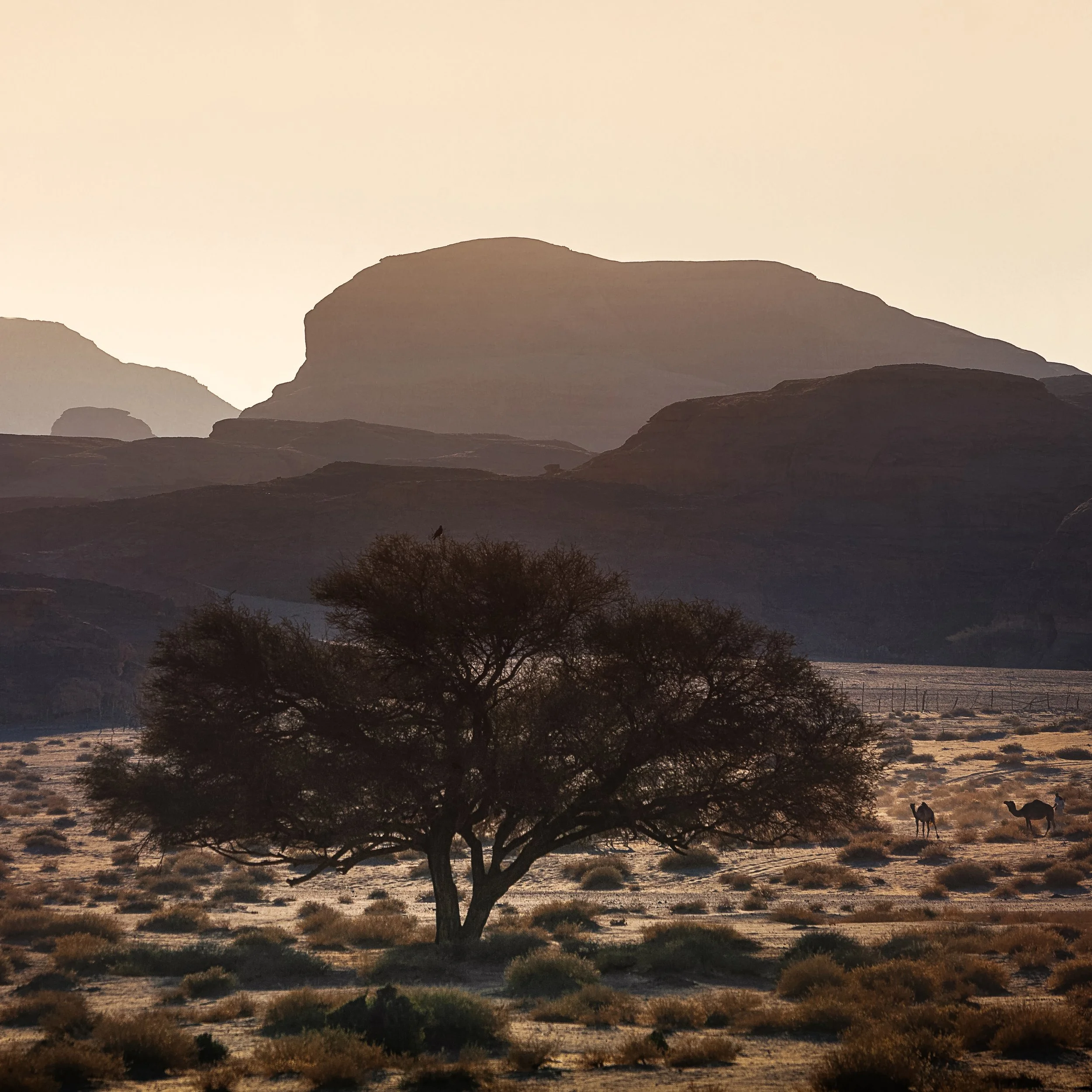 ANCIENT LIFE - AL ULA