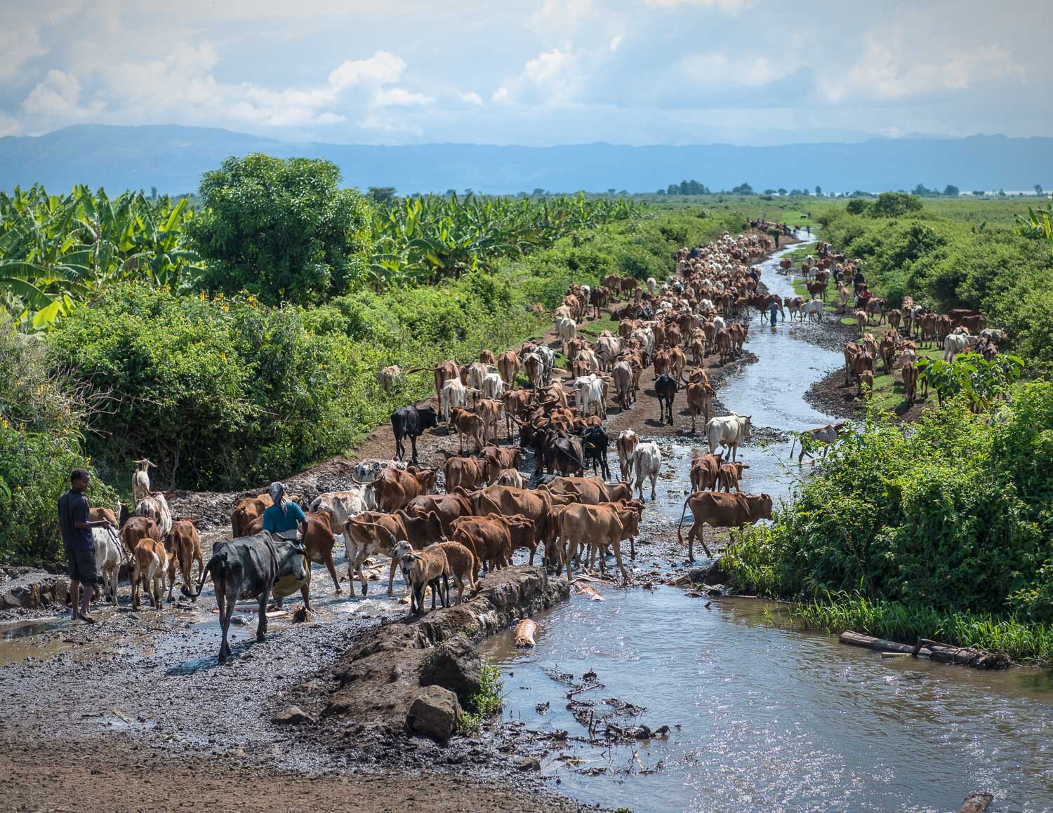 Leading cattle to drink, Southern Ethiopia