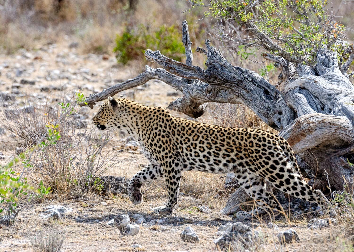Leopard hunting Impala, Etosha National Park, Namibia