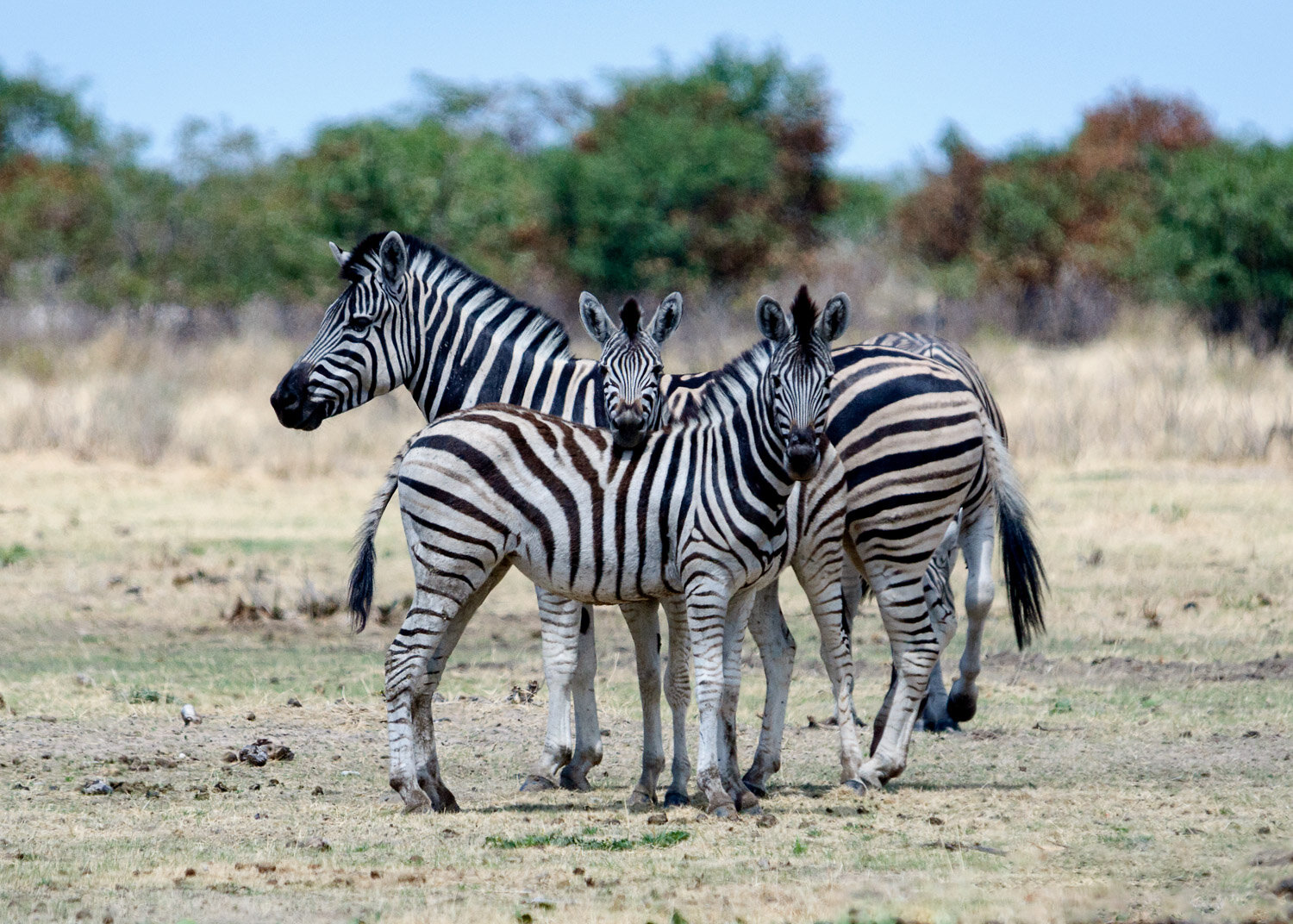 Suspicious Zebras, Etosha National Park, Namibia