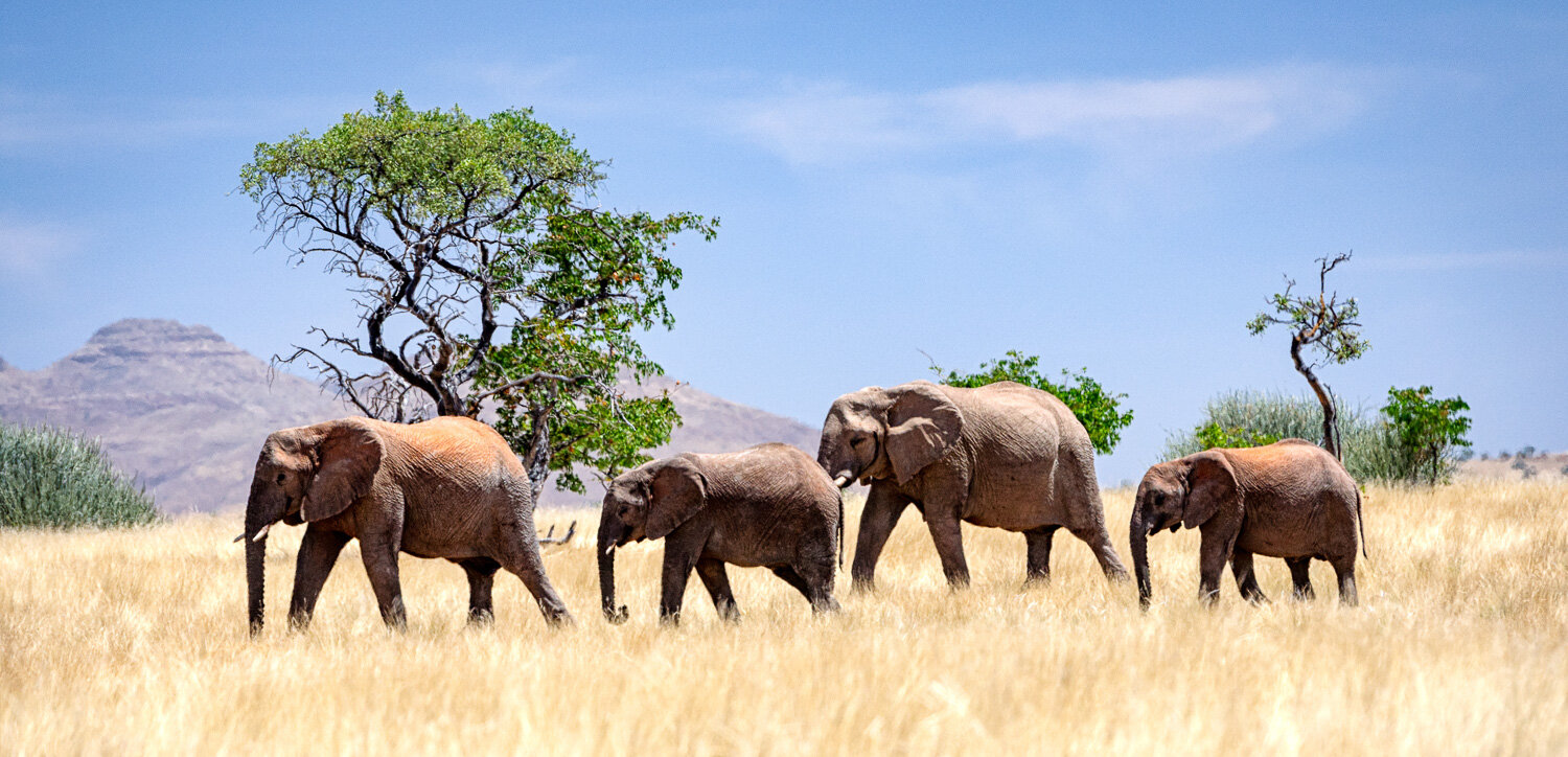 Desert Elephants, Palmwag, Namibia