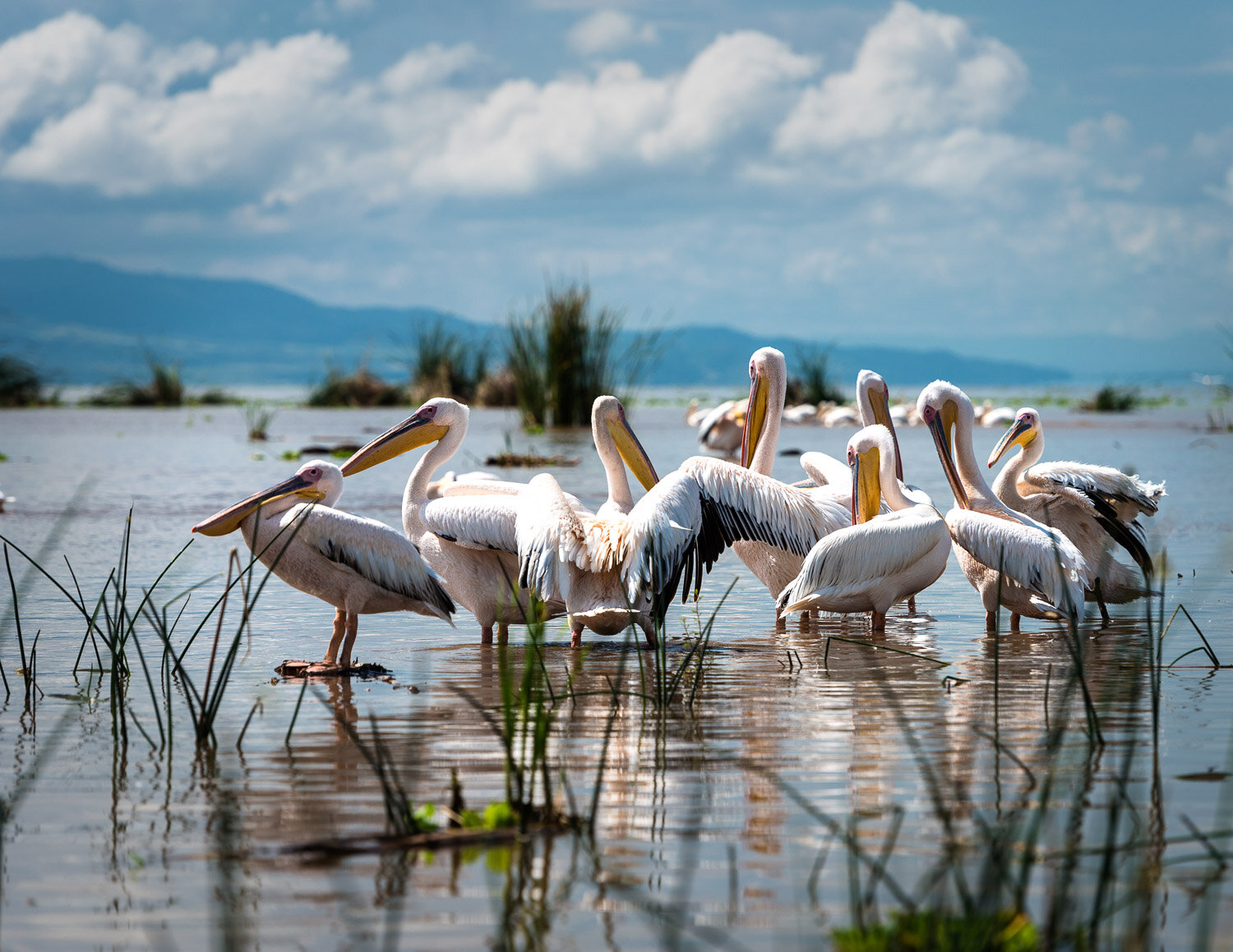 Pelicans, Ethiopia