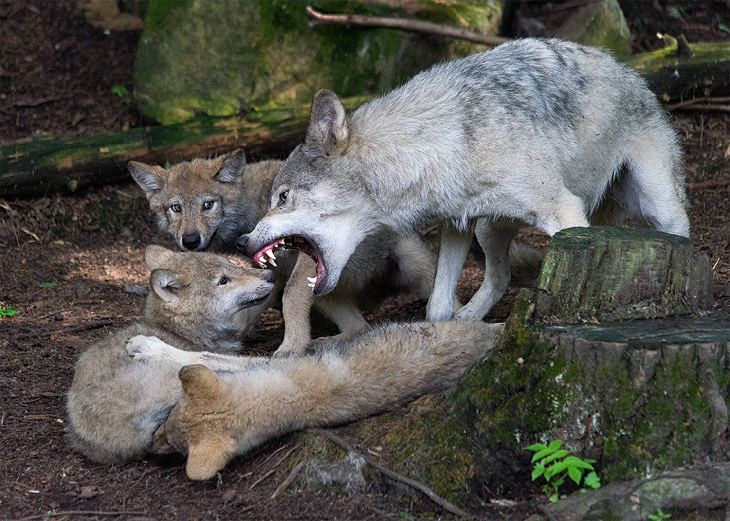 Timber Wolves, Parc Omega, Notre-Dame-de-Bonsecours, Quebec, Canada