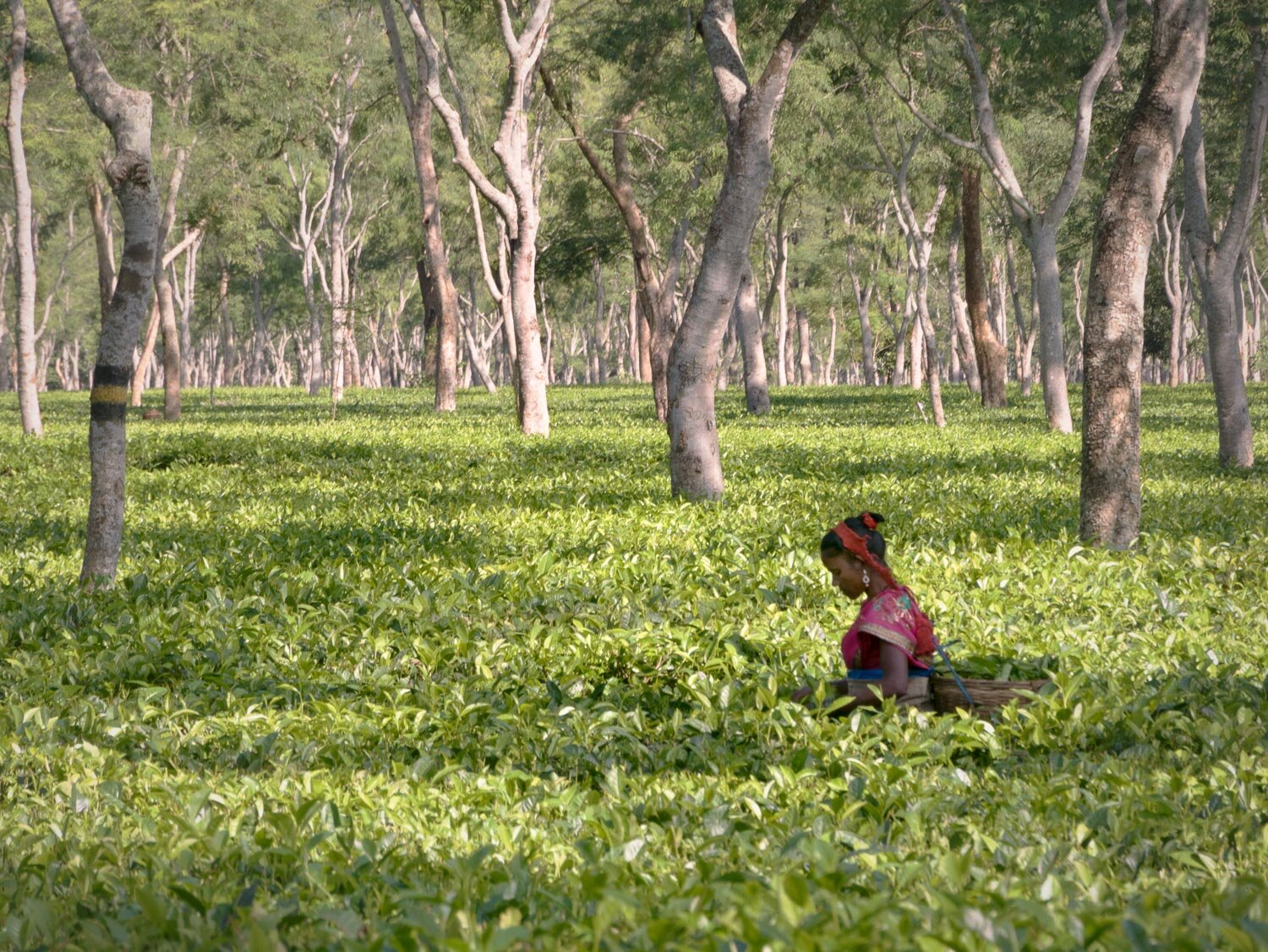 Picking tea at the Donyi Polo Tea Estate, Arunachel Pradesh, India
