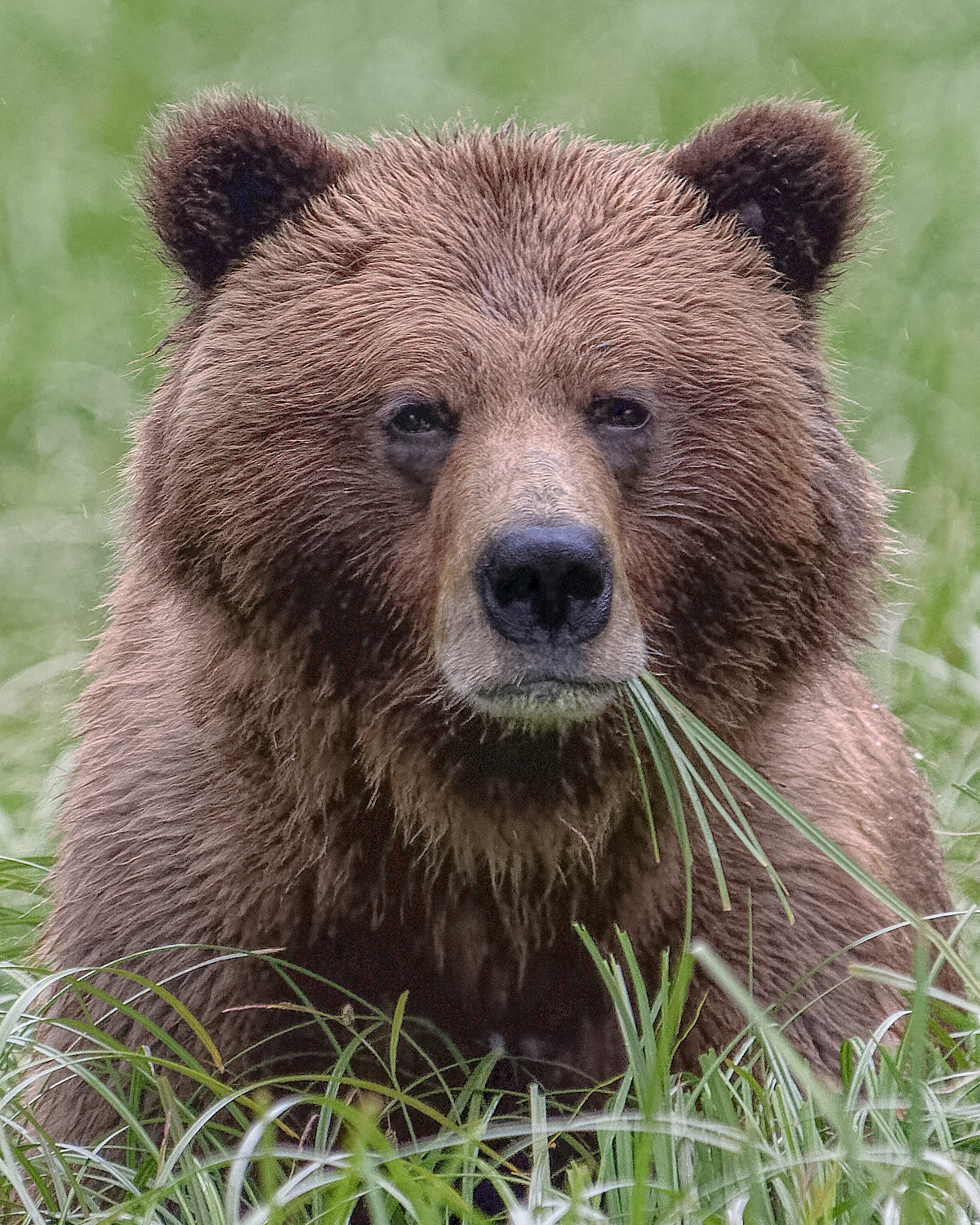 Grizzley Bear, Khutzeymateen Grizzley Bear Sanctuary, British Columbia, Canada