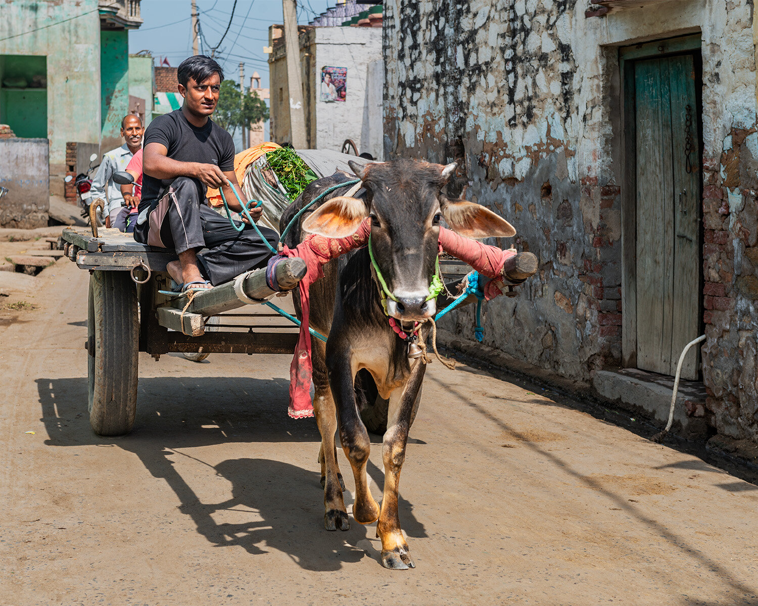  Driving a cow cart through the streets of Barsana, India 