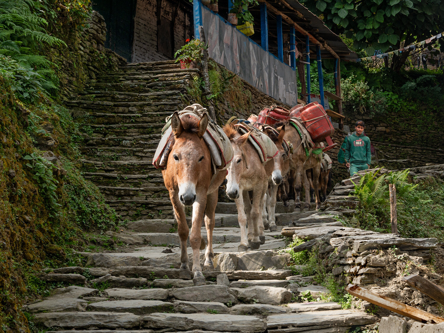 Donkeys on an old trade route in Nepal near Annapurna Massif