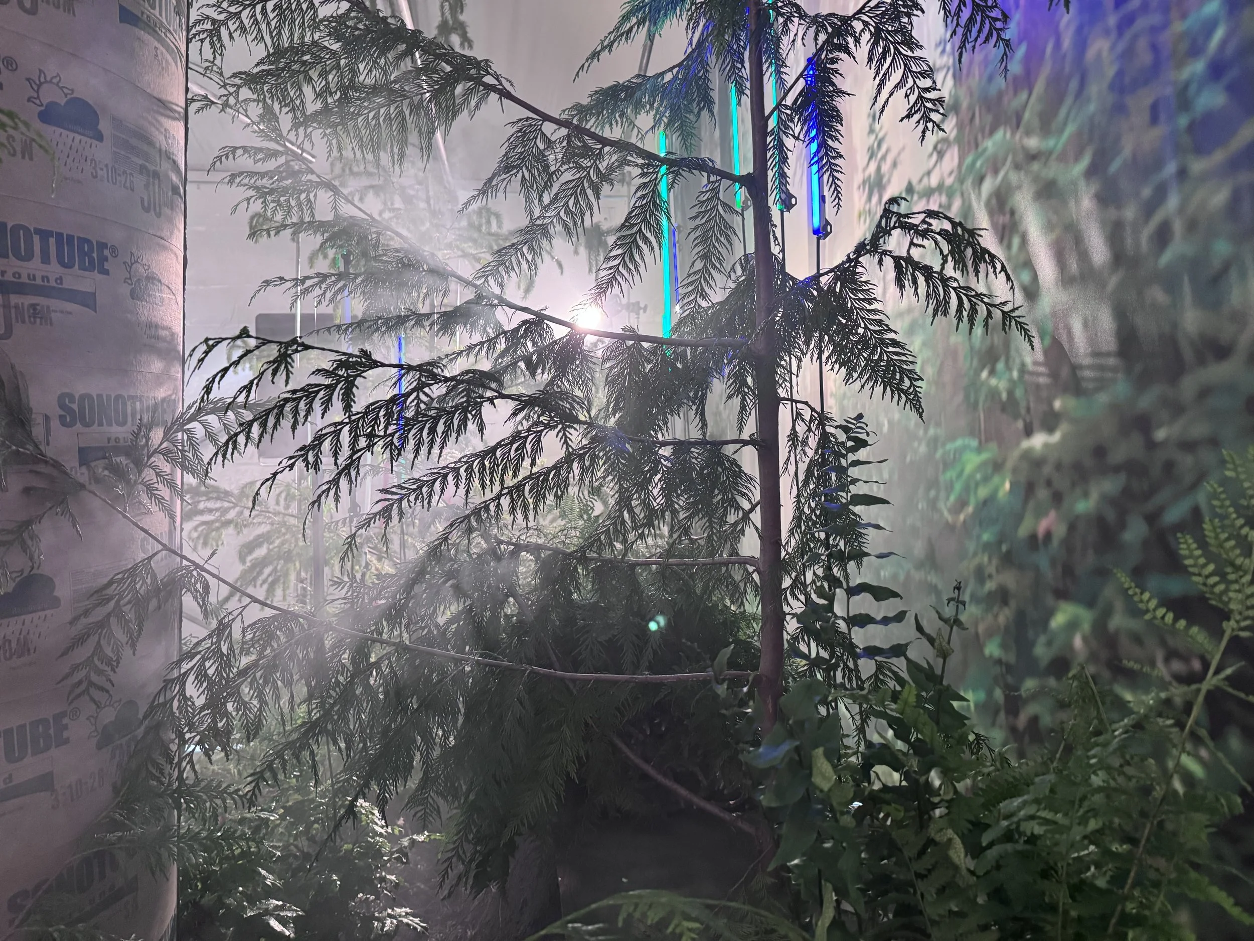 Media Day Fog.jpg