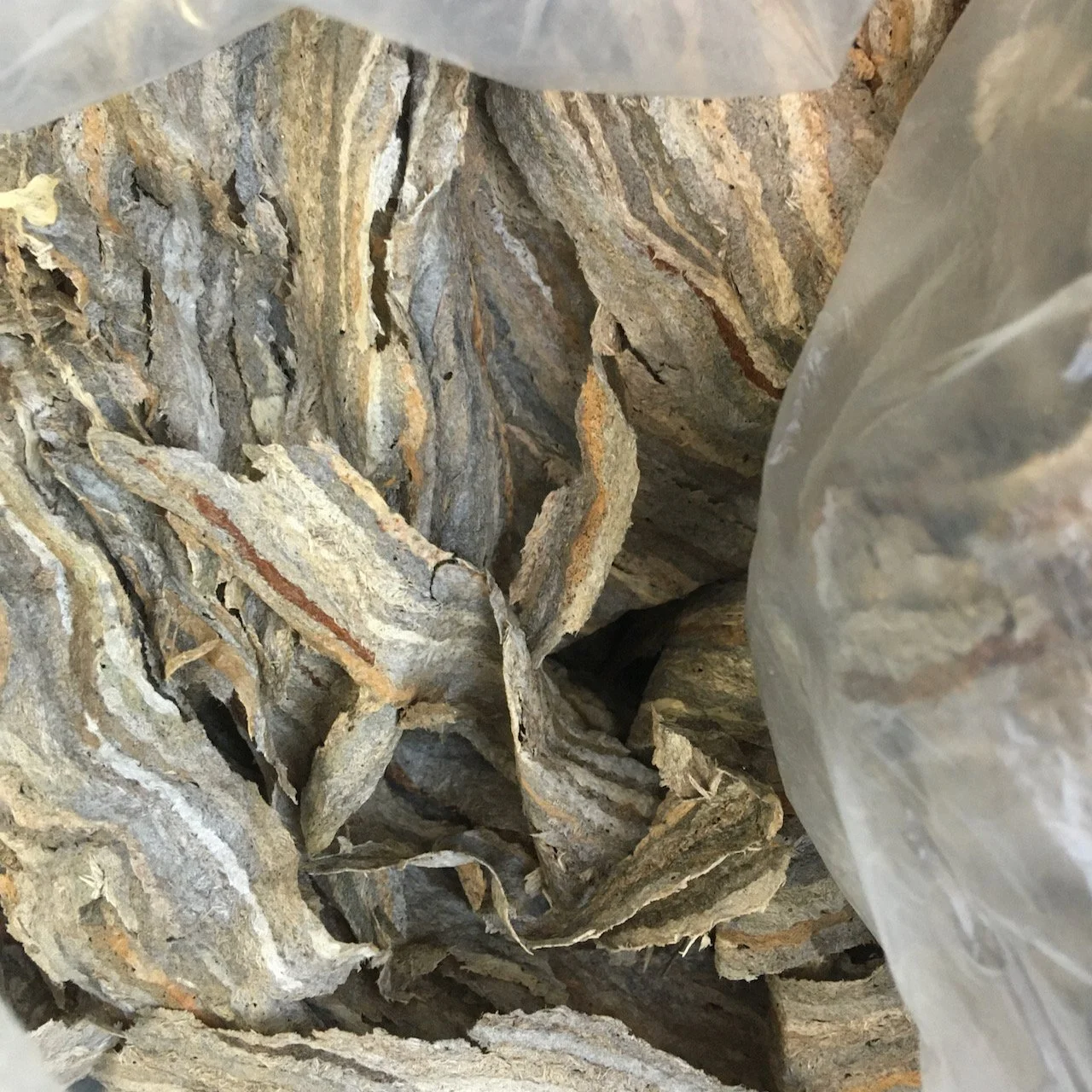 Paper Wasp material.jpeg