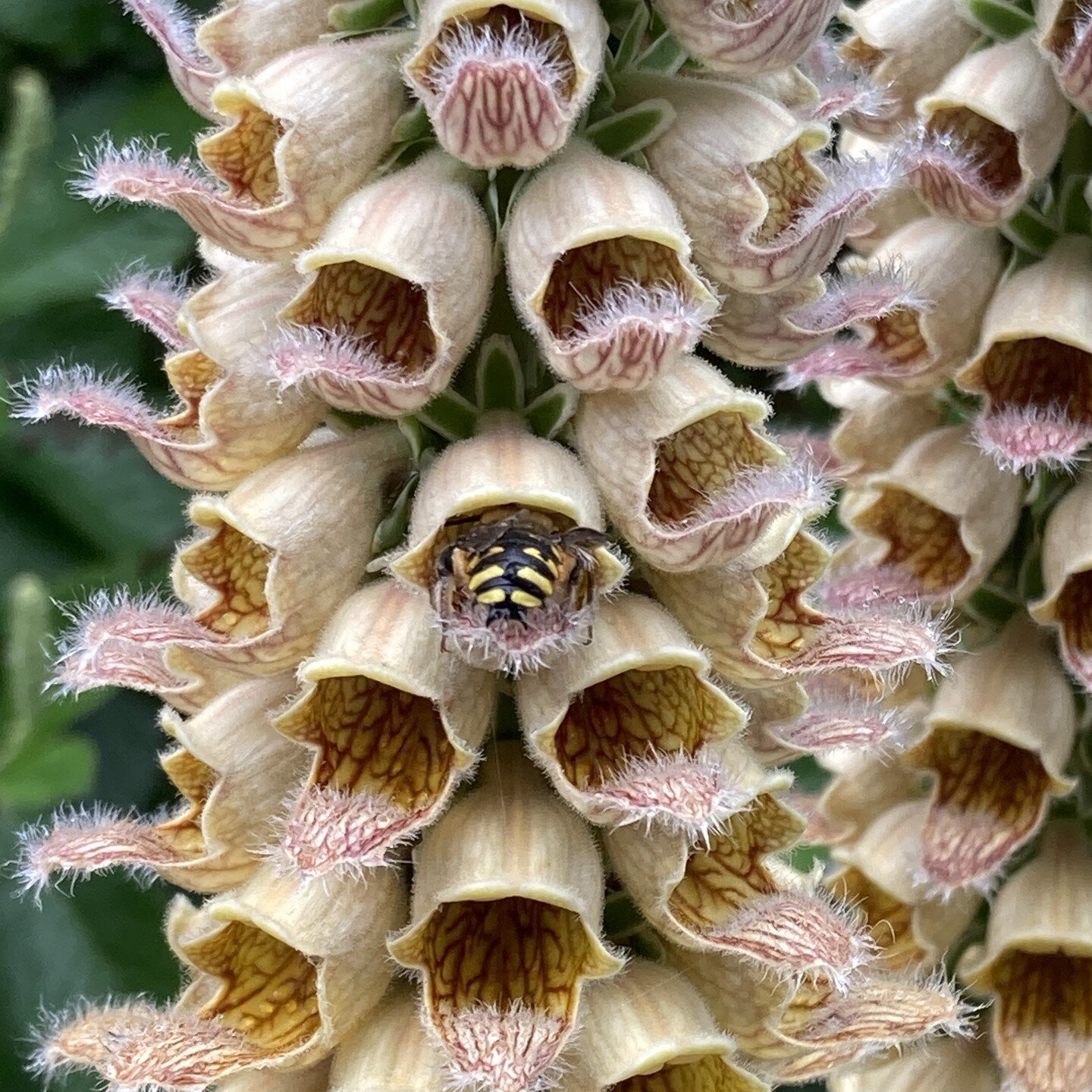 Bee butt (Anthidium) spotted on foxglove at the Coastal Maine Botanical Gardens. 
#lookaroundyoumightseesomething 
#bees 
@coastalmainebotanicalgardens
#daytrip 
#coastalmaine