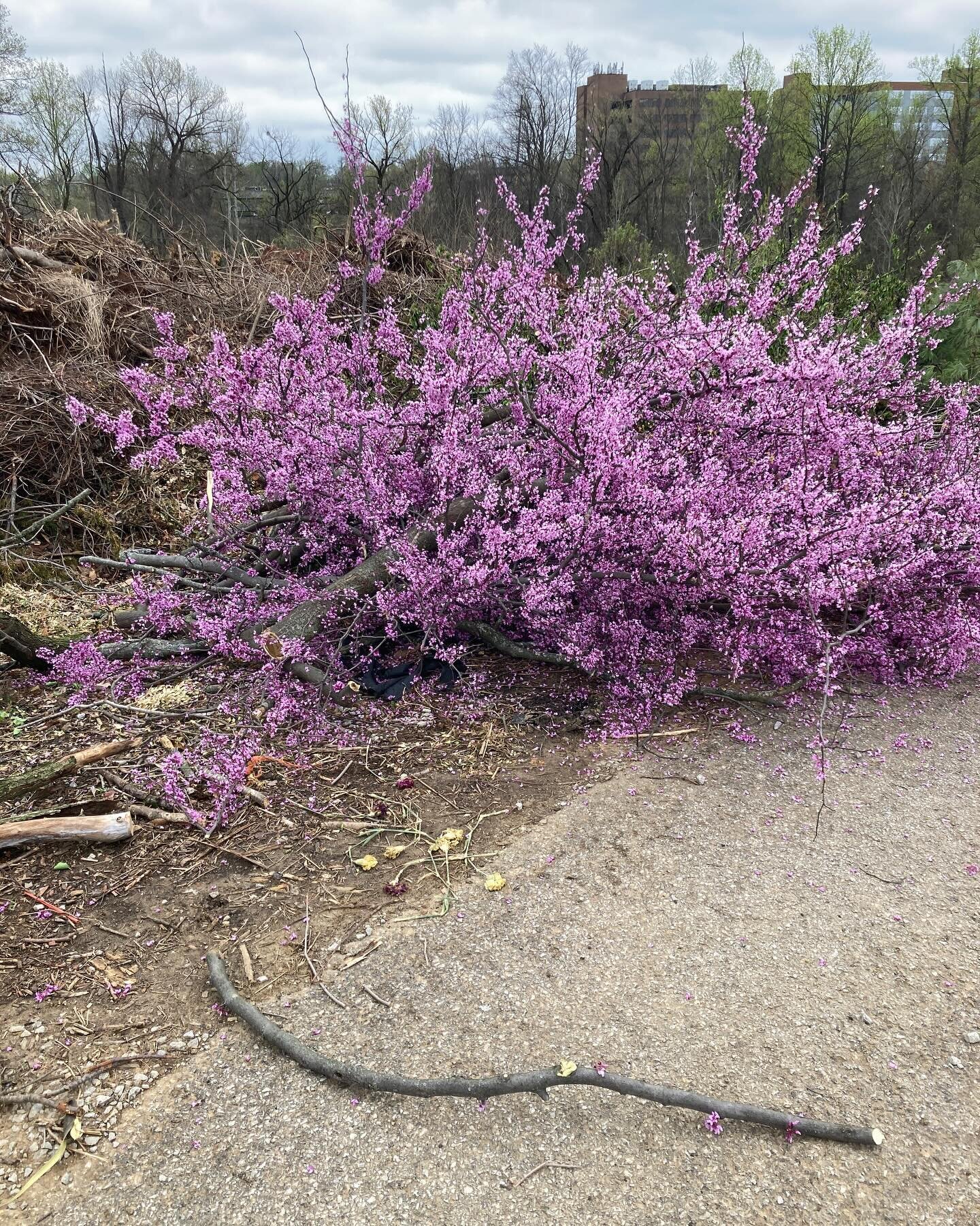 Bonus!! It's tree trimming (and general post winter clean up) time at the neighboring cemetery. How kind of them to leave these lovely redbud branches so close to the edge of the brush pile! 
Gathering some nice fresh bark for weaving.
#artistinky
#f