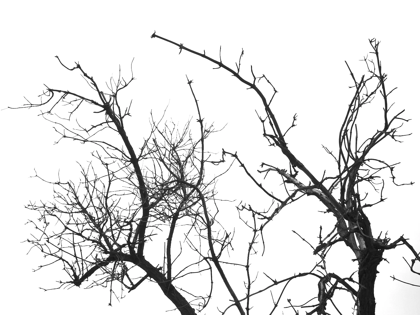 witch tree vasquez bw.jpeg